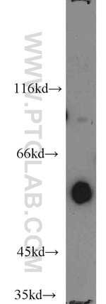 ENPP4 Antibody in Western Blot (WB)