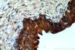 TGDS Antibody in Immunohistochemistry (Paraffin) (IHC (P))
