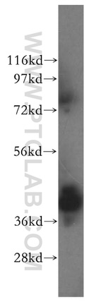ERLIN1 Antibody in Western Blot (WB)