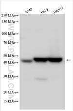 ACTL8 Antibody in Western Blot (WB)