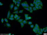 EXD1 Antibody in Immunocytochemistry (ICC/IF)