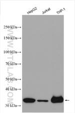CLYBL Antibody in Western Blot (WB)