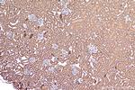 ACOT4 Antibody in Immunohistochemistry (Paraffin) (IHC (P))