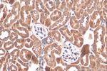 ACOT4 Antibody in Immunohistochemistry (Paraffin) (IHC (P))