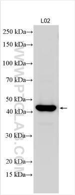 ACOT4 Antibody in Western Blot (WB)