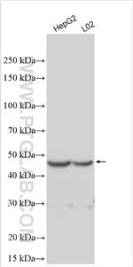 ACOT4 Antibody in Western Blot (WB)