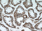 ERMP1 Antibody in Immunohistochemistry (Paraffin) (IHC (P))