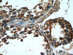 ERMP1 Antibody in Immunohistochemistry (Paraffin) (IHC (P))
