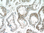 ERMP1 Antibody in Immunohistochemistry (Paraffin) (IHC (P))