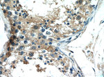 ERMP1 Antibody in Immunohistochemistry (Paraffin) (IHC (P))