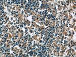 ERMP1 Antibody in Immunohistochemistry (Paraffin) (IHC (P))