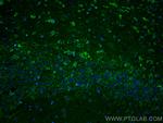 PLD3 Antibody in Immunohistochemistry (PFA fixed) (IHC (PFA))