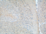 DNAJC11 Antibody in Immunohistochemistry (Paraffin) (IHC (P))