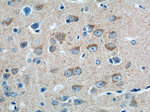 DNAJC11 Antibody in Immunohistochemistry (Paraffin) (IHC (P))