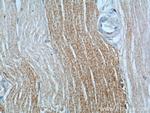 DNAJC11 Antibody in Immunohistochemistry (Paraffin) (IHC (P))