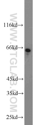 DNAJC11 Antibody in Western Blot (WB)