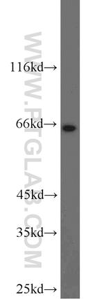 DNAJC11 Antibody in Western Blot (WB)
