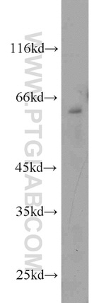 DNAJC11 Antibody in Western Blot (WB)