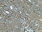 SLC5A10 Antibody in Immunohistochemistry (Paraffin) (IHC (P))