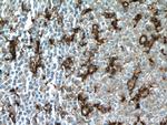CD11c/Integrin alpha X Antibody in Immunohistochemistry (Paraffin) (IHC (P))