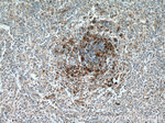 CD11c/Integrin alpha X Antibody in Immunohistochemistry (Paraffin) (IHC (P))
