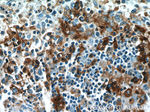 CD11c/Integrin alpha X Antibody in Immunohistochemistry (Paraffin) (IHC (P))