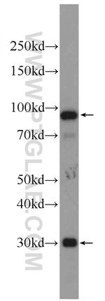 C1R Antibody in Western Blot (WB)