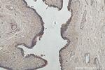 SDR42E1 Antibody in Immunohistochemistry (Paraffin) (IHC (P))