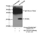 SLC25A18 Antibody in Immunoprecipitation (IP)