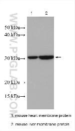 SLC25A18 Antibody in Western Blot (WB)