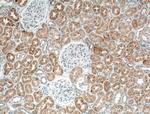 TIMP-2 Antibody in Immunohistochemistry (Paraffin) (IHC (P))