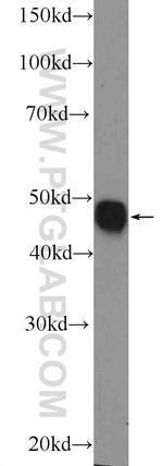 MKNK2 Antibody in Western Blot (WB)