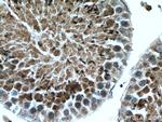 ACTL7A Antibody in Immunohistochemistry (Paraffin) (IHC (P))