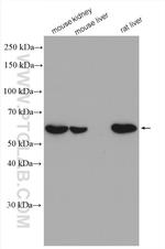 CHDH Antibody in Western Blot (WB)