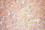 ZnT3 Antibody in Immunohistochemistry (Paraffin) (IHC (P))