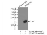 DNAJC5B Antibody in Immunoprecipitation (IP)