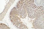 AP1S3 Antibody in Immunohistochemistry (Paraffin) (IHC (P))
