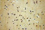 TEX10 Antibody in Immunohistochemistry (Paraffin) (IHC (P))