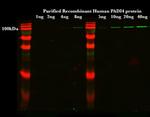 PADI4 Antibody in Western Blot (WB)