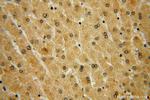 RPS29 Antibody in Immunohistochemistry (Paraffin) (IHC (P))