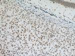 RPS29 Antibody in Immunohistochemistry (Paraffin) (IHC (P))
