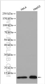 RPS29 Antibody in Western Blot (WB)