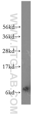RPS29 Antibody in Western Blot (WB)