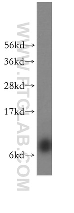 RPS29 Antibody in Western Blot (WB)
