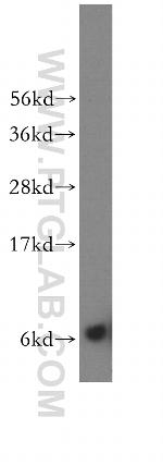 RPS29 Antibody in Western Blot (WB)