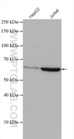 GPBP1L1 Antibody in Western Blot (WB)