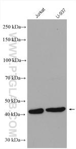 MAPK11 Antibody in Western Blot (WB)