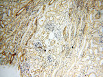 SAMD4A Antibody in Immunohistochemistry (Paraffin) (IHC (P))