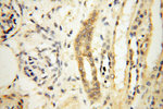 SAMD4A Antibody in Immunohistochemistry (Paraffin) (IHC (P))