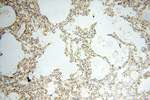 SAMD4A Antibody in Immunohistochemistry (Paraffin) (IHC (P))